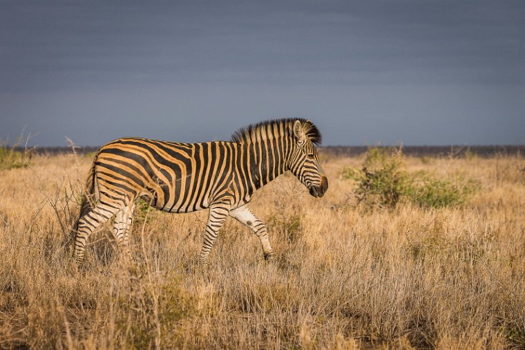 095 Kruger National Park, zebra.jpg
